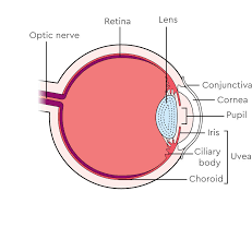 Uvea